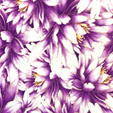 Purple #7 - Cotton Calico